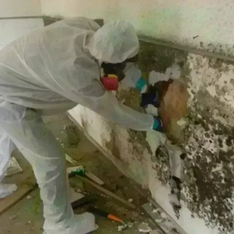 Mold Remediation and Removal in Somerville, NJ